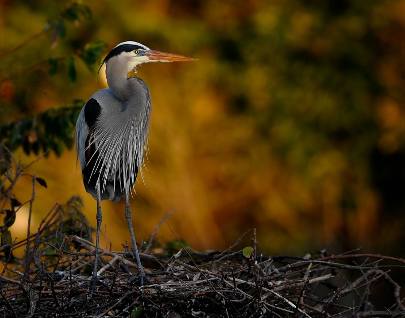 Early early morning GBH