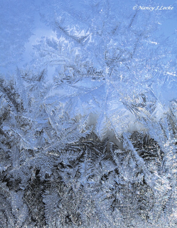 Ice Fronds