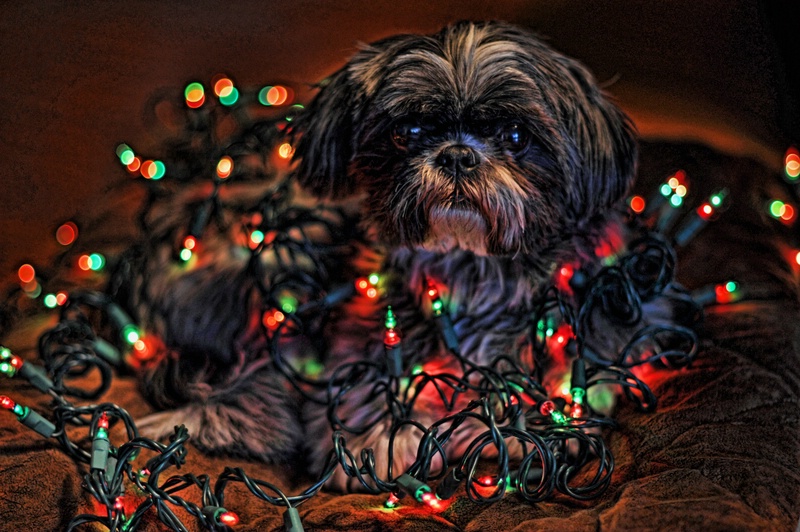 Wrapped in Lights..............