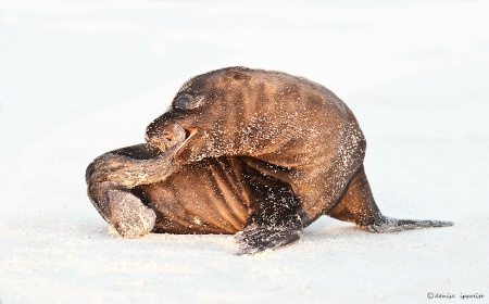 Galapagos Sea Lion Pup