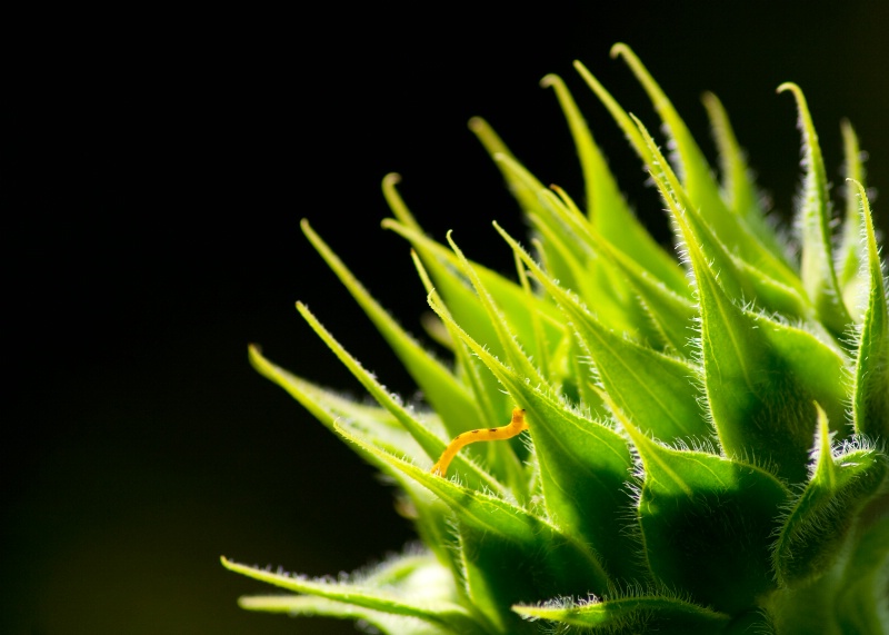 Sunflower Scaling Inchworm