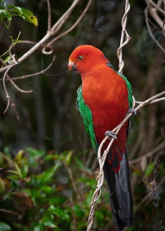 King Parrot - ID: 11257473 © Bob Miller
