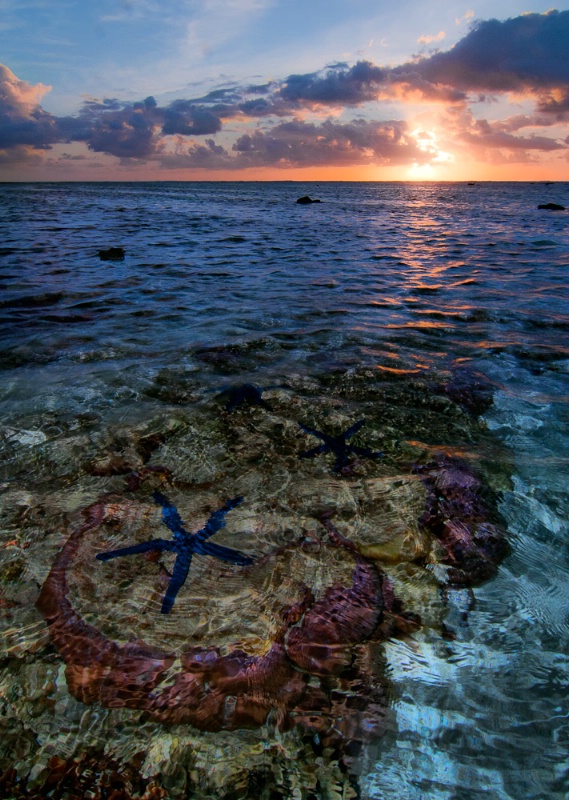 Starfish at Sunrise - ID: 11257497 © Bob Miller