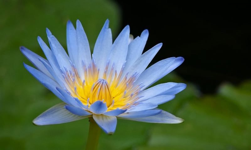 Lotus - ID: 11257509 © Bob Miller