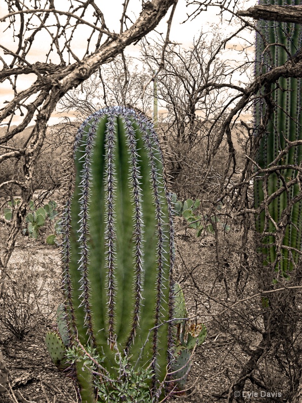 Soon  A Saguaro
