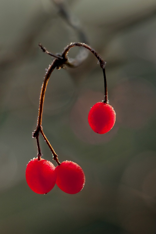 Frosted Berries