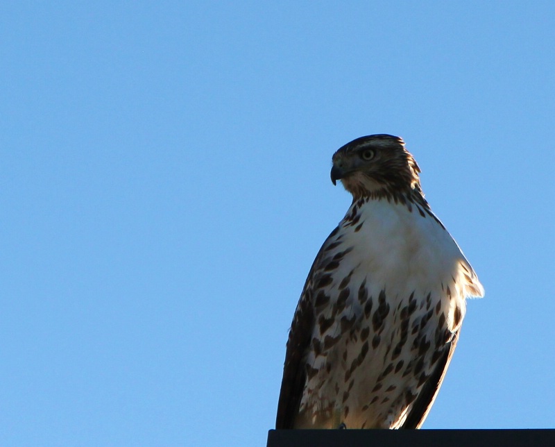 A young male - ID: 11259995 © Susan Popp