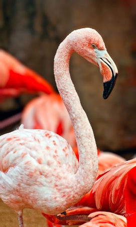 White Flamingo