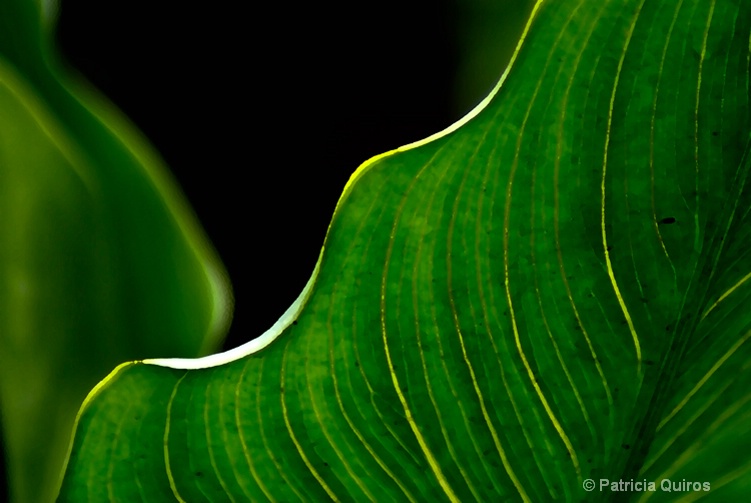 Cala lily leaves