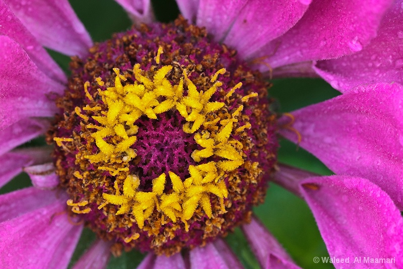 A zinnia