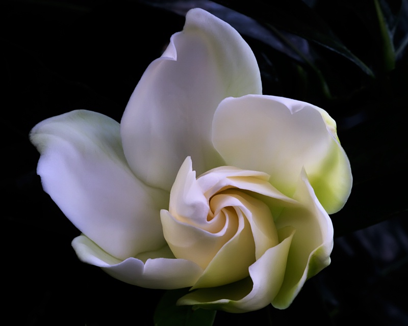 Gardenia