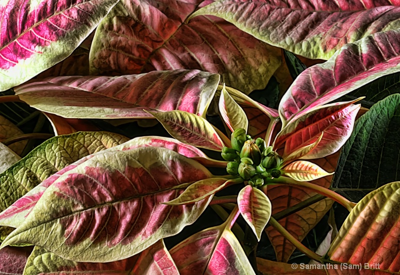 Poinsettia 4