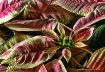Poinsettia 4