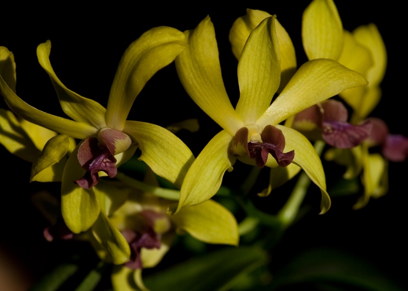 Dendrobiums after Sunrise