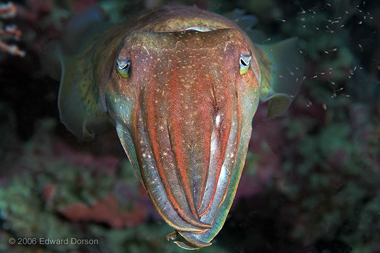 Cuttlefish_4 - ID: 11262297 © Edward Dorson