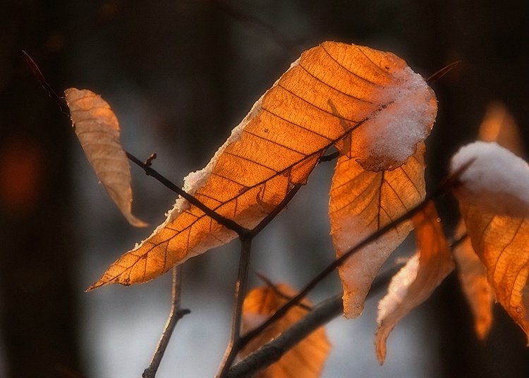 Winter leaf.