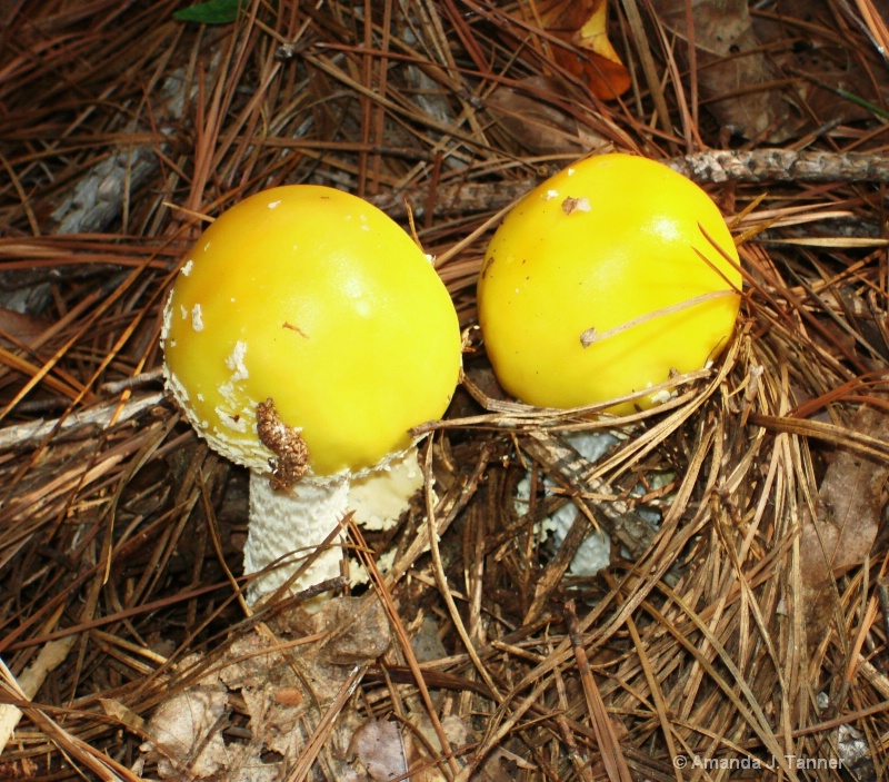 Yellow Mushrooms