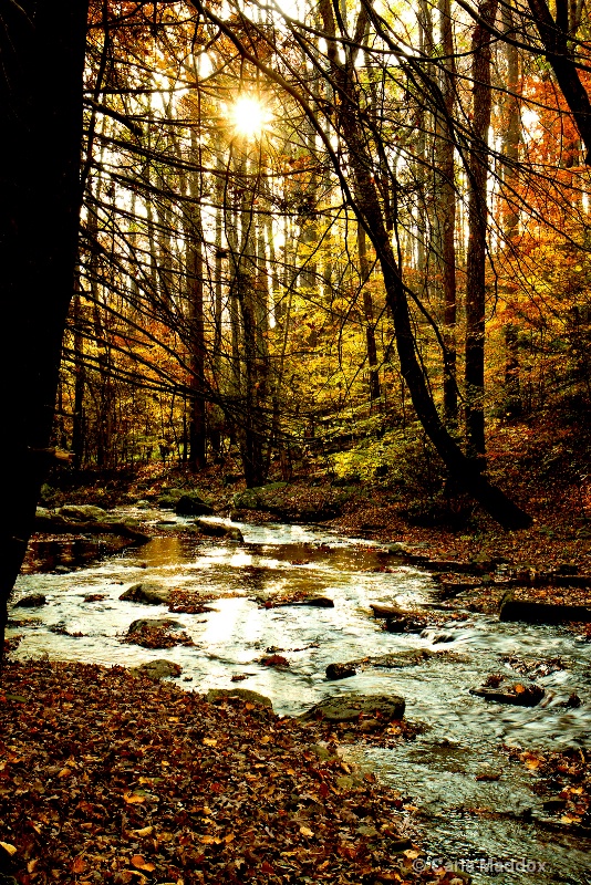 #2 Lighting:  Mother Nature's Cathedral