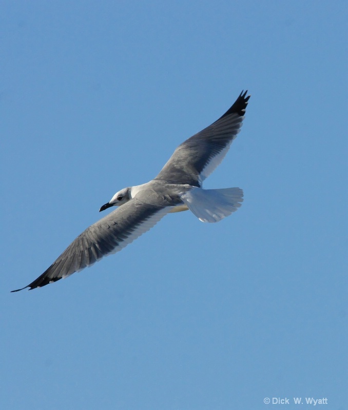 Gull In Flight.