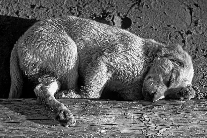 pooped Puppy b&w
