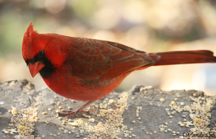 Cardinal at my Window