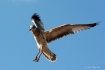 The landing