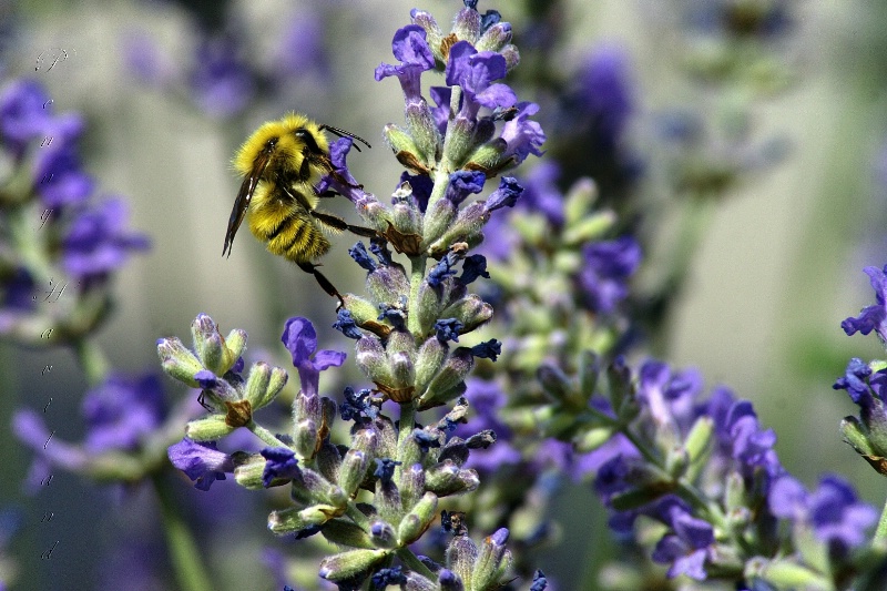 Playing in the Lavender