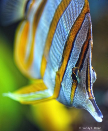 The Photo Contest 2nd Place Winner - Butterfly Fish