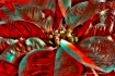 Wild Poinsettia