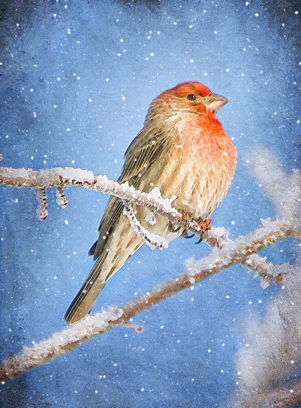 House Finch Winter