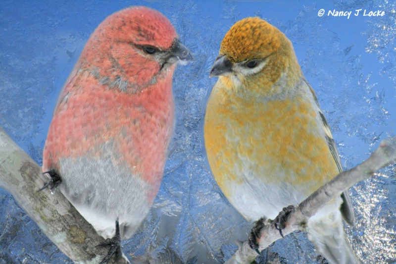 Male and Female Pine Grosbeaks