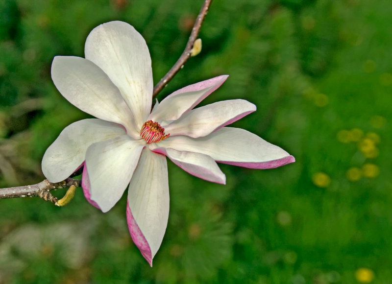 Magnolia