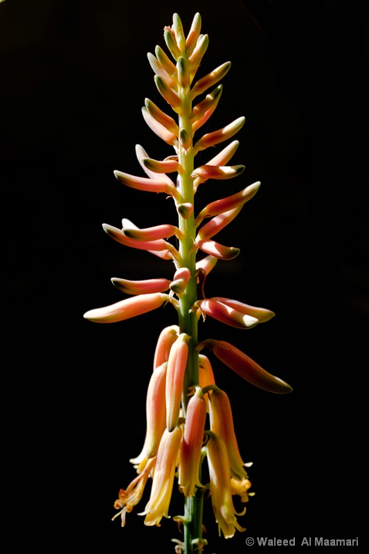 Glowing buds