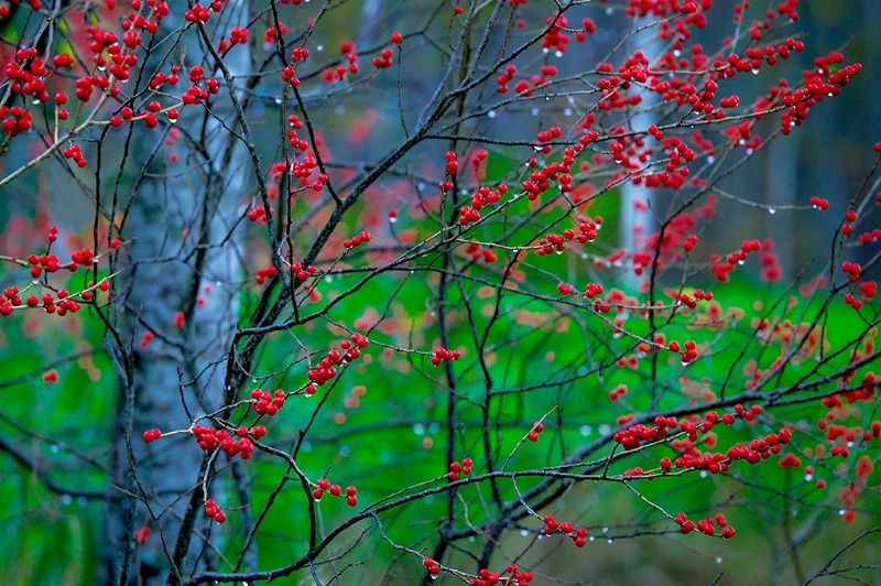 Christmas and Holiday Greetings from Maine