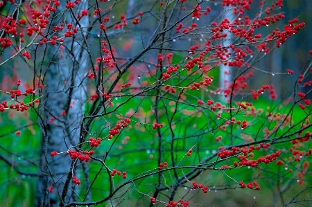 Christmas and Holiday Greetings from Maine