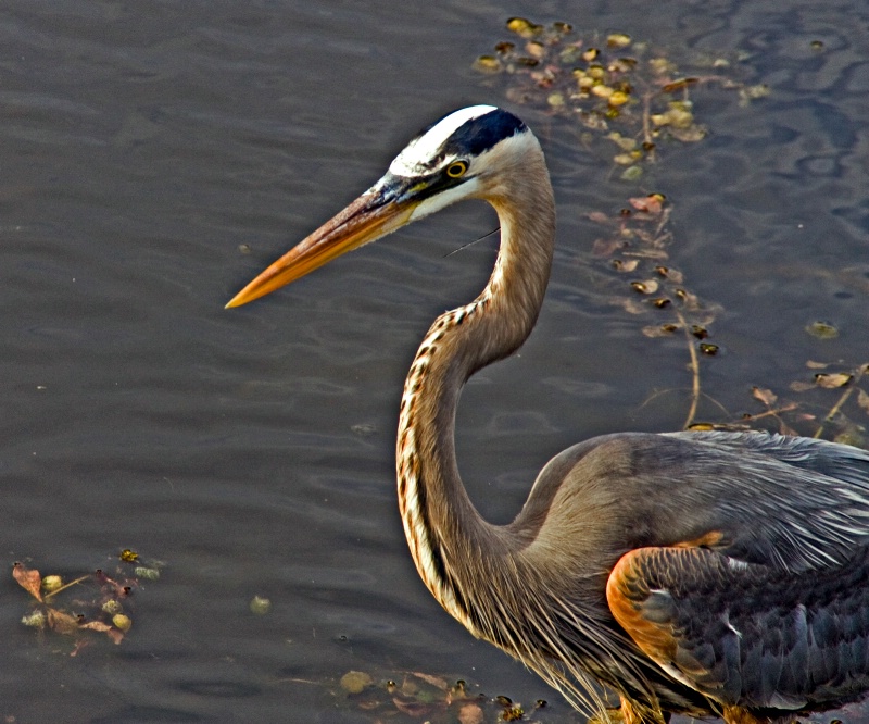 Egret