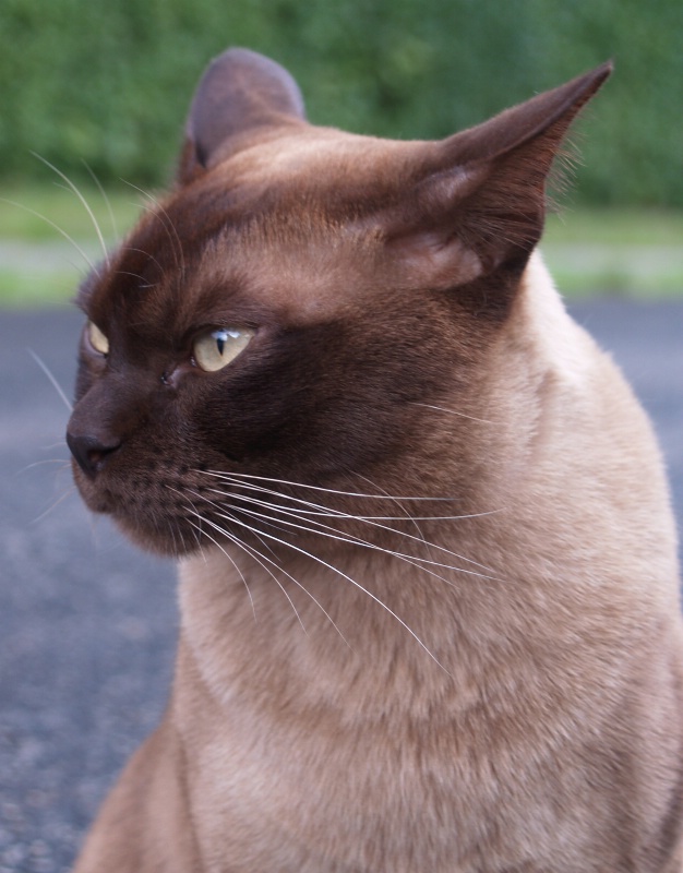 Cat in Denmark