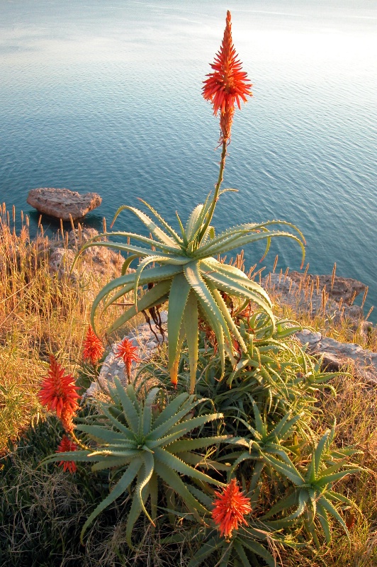 Flower in Turkey