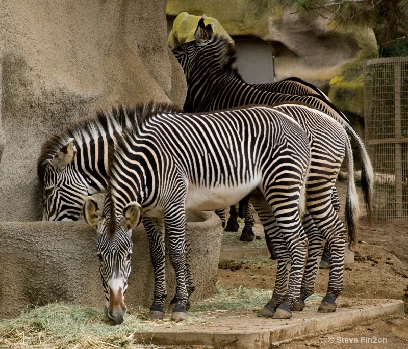 Zebra feeding - ID: 11270349 © Steve Pinzon
