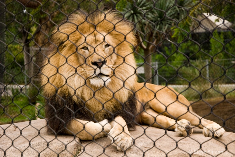 Lion looking like Aslan - ID: 11270368 © Steve Pinzon