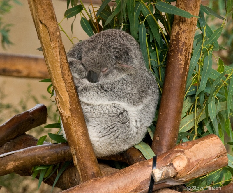 Koala sleeping - ID: 11270372 © Steve Pinzon