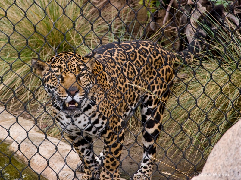 Jaguar hopes I'm lunch - ID: 11270374 © Steve Pinzon