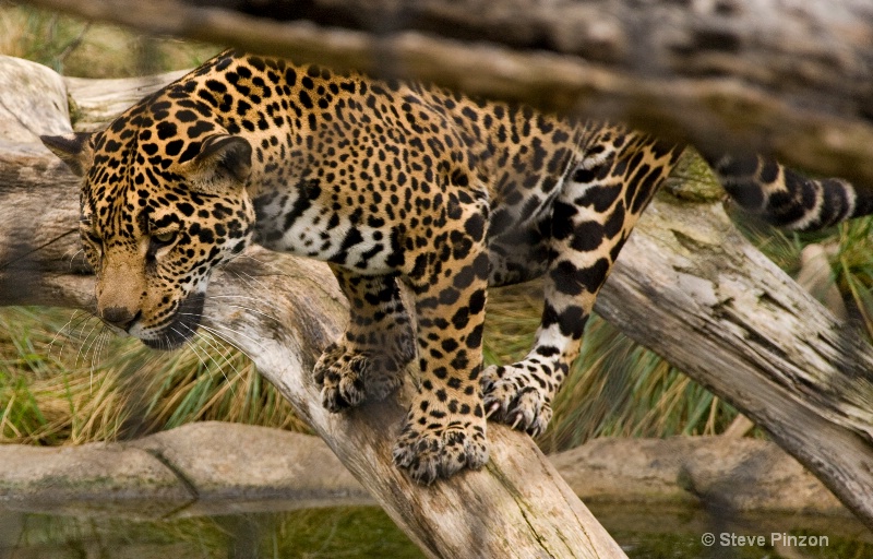 Jaguar growling at his own reflection - ID: 11270375 © Steve Pinzon