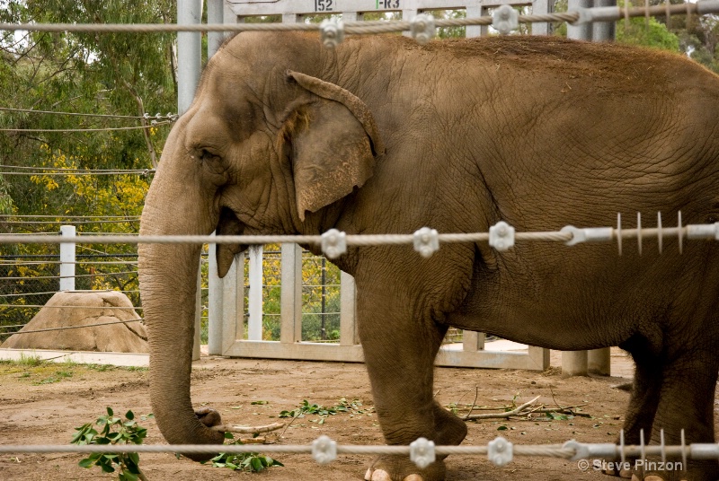 Elephant feeding - ID: 11270378 © Steve Pinzon