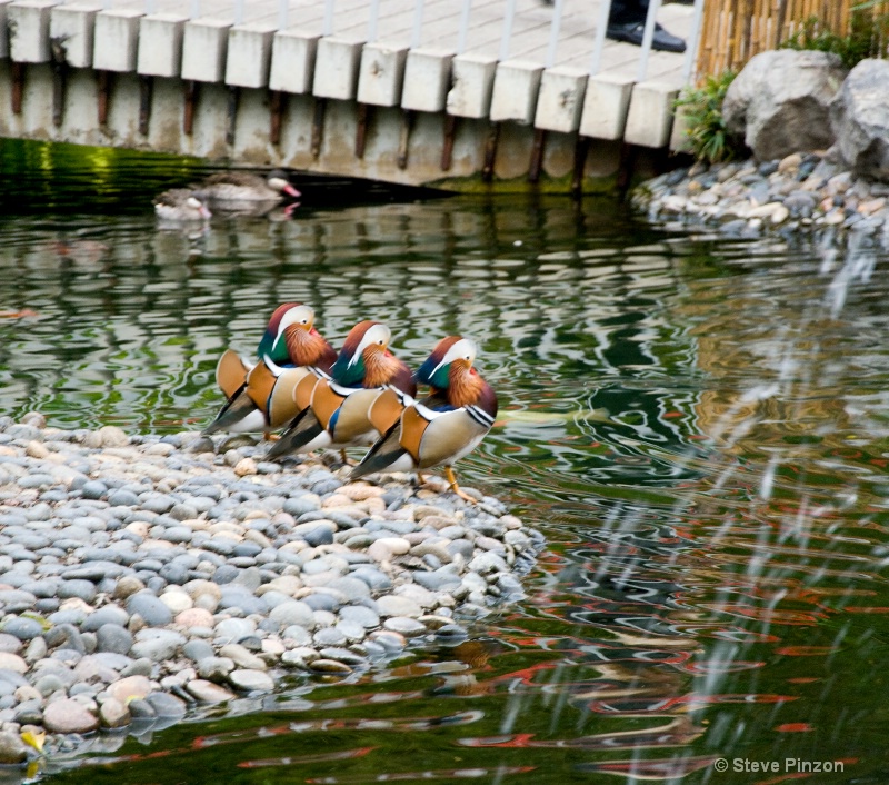 Ducks synchronized standing team - ID: 11270380 © Steve Pinzon