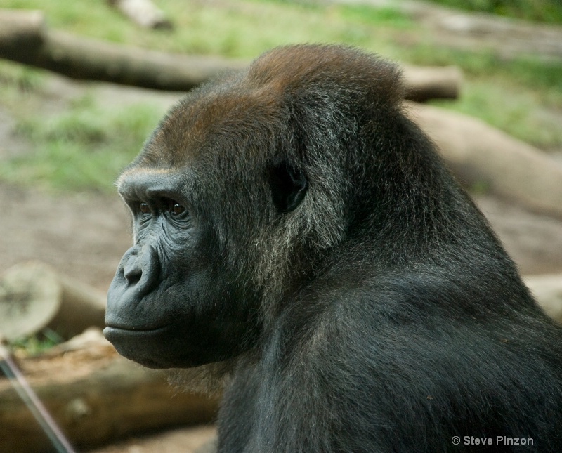 Daddy Gorilla - ID: 11270382 © Steve Pinzon