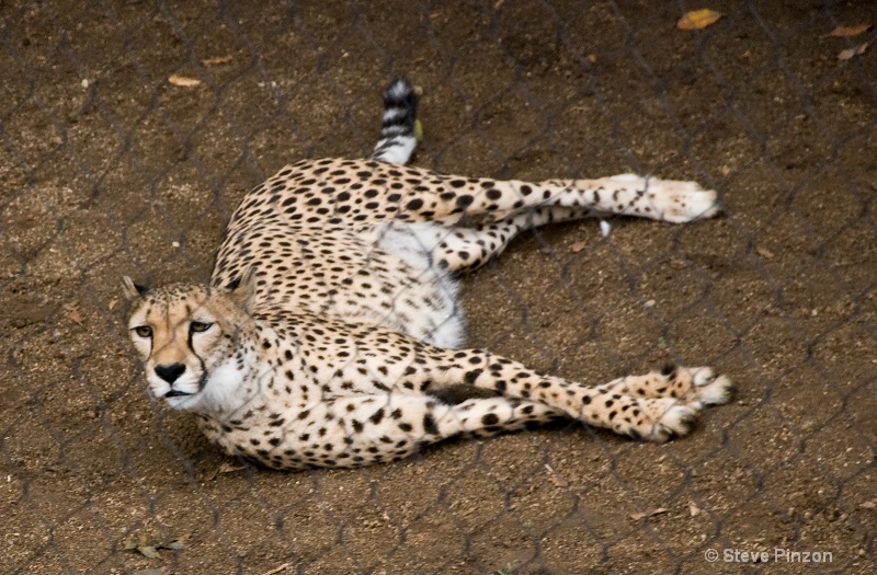 Cheetah - ID: 11270384 © Steve Pinzon