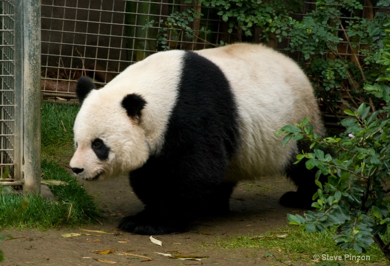 Panda Mom - ID: 11270388 © Steve Pinzon