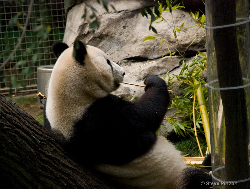 Baby Panda's Dad - ID: 11270389 © Steve Pinzon