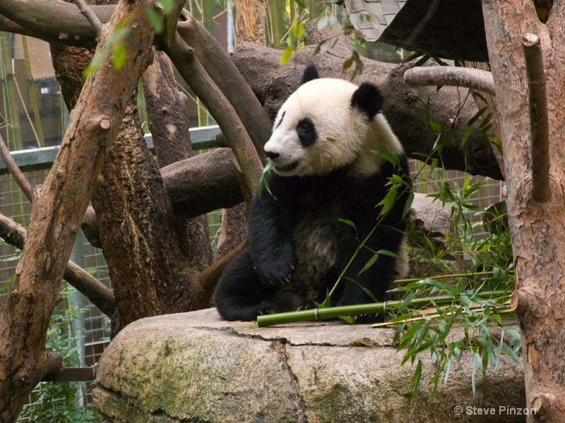Baby Panda - ID: 11270391 © Steve Pinzon